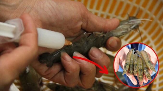 Tôm bơm tạp chất rất dễ phân biệt: Người thông minh sẽ nhìn điểm này Tôm bơm tạp chất rất dễ phân biệt: Người thông minh sẽ nhìn điểm này