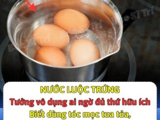 Nước luộc trứng dù không ăn được nhưng vẫn rất hữu dụng, nếu là người chơi cây cảnh thì nên biết, đừng đổ đi!