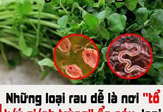 Những loại rau dễ là nơi “tổ ký sinh trùng” ẩn náu, loại số 1 nhiều người mê Những loại rau dễ là nơi “tổ ký sinh trùng” ẩn náu, loại số 1 nhiều người mê