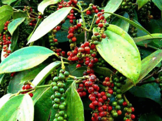 (26-5): Giá hồ tiêu, cà phê ổn định