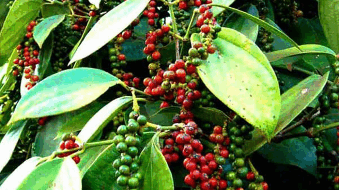 (26-5): Giá hồ tiêu, cà phê ổn định