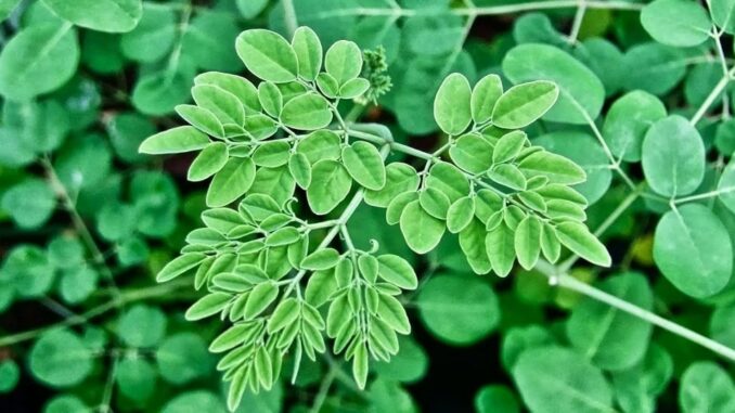 Loại rau phá hủy hơn 90% tế bào u;ng t;h;ư trong vòng 48h mà người Việt cứ ngỡ là rau dại mọc đầy đường Loại rau phá hủy hơn 90% tế bào u;ng t;h;ư trong vòng 48h mà người Việt cứ ngỡ là rau dại mọc đầy đường