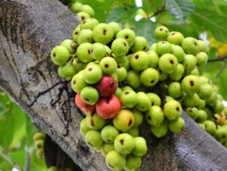 Tế bào K cũng phải ‘run sợ’ trước 4 loại quả: Được TG ‘vinh danh’ còn VN có đầy ngoài vườn
