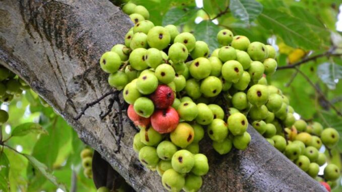 Tế bào K cũng phải ‘run sợ’ trước 4 loại quả: Được TG ‘vinh danh’ còn VN có đầy ngoài vườn Tế bào K cũng phải ‘run sợ’ trước 4 loại quả: Được TG ‘vinh danh’ còn VN có đầy ngoài vườn