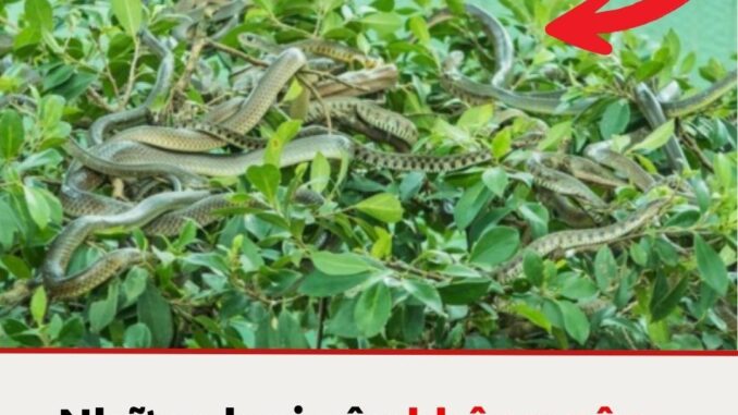 4 loài cây rắn mê như điếu đổ, muốn an toàn nhổ bỏ ngay lập tức: Nhất loại thứ 2 nên tránh xa 4 loài cây rắn mê như điếu đổ, muốn an toàn nhổ bỏ ngay lập tức: Nhất loại thứ 2 nên tránh xa