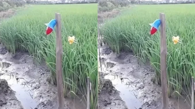 Đang nhậu nổi hứng ra ruộng bắt rắn, bị điện giật chế.t Đang nhậu nổi hứng ra ruộng bắt rắn, bị điện giật chế.t