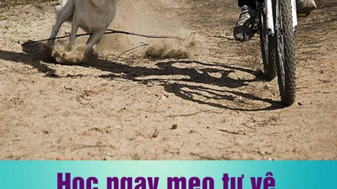 Mách bạn mẹo tự vệ khi gặp chó dữ, chó thả rông. Lưu lại ngay để luôn an toàn Mách bạn mẹo tự vệ khi gặp chó dữ, chó thả rông. Lưu lại ngay để luôn an toàn