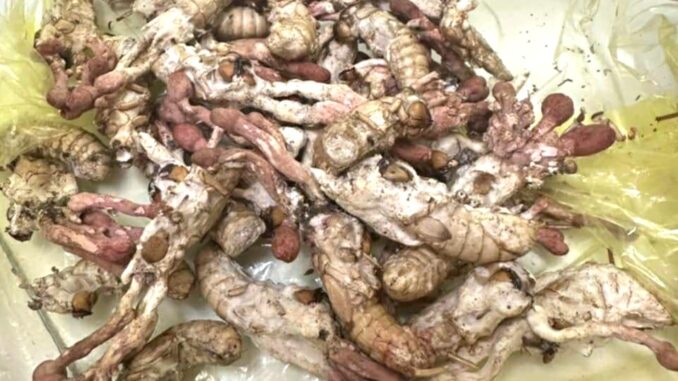 Ăn “đông trùng hạ thảo” mọc trên nhộng ve, 1 người nguy kịch Ăn “đông trùng hạ thảo” mọc trên nhộng ve, 1 người nguy kịch