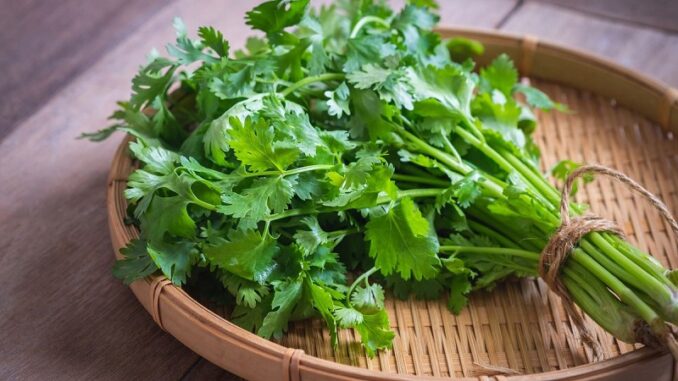 Những tác dụng không ngờ của rau mùi đối với sức khỏe Những tác dụng không ngờ của rau mùi đối với sức khỏe