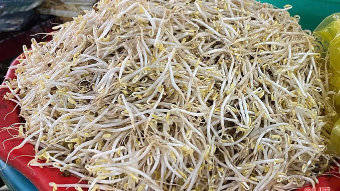Trời ơi sao mà kinhkhung quá: Biết bao bà con đã mua và ăn phải giá đỗ này rồi Trời ơi sao mà kinhkhung quá: Biết bao bà con đã mua và ăn phải giá đỗ này rồi