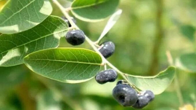 Cây phèn đen chữa bách bệnh là những bệnh nào? Cây phèn đen chữa bách bệnh là những bệnh nào?
