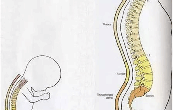 Xương sống của con bé lắm, mềm lắm, đừng vô tình làm đau con nha... Xương sống của con bé lắm, mềm lắm, đừng vô tình làm đau con nha...