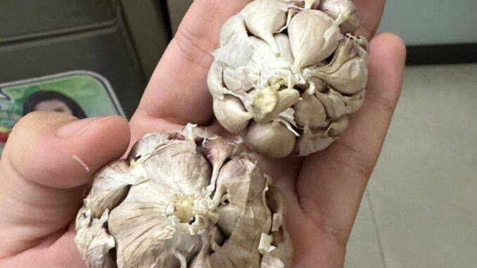Ăn 2 tép tỏi sống mỗi ngày có tác dụng gì? Ăn 2 tép tỏi sống mỗi ngày có tác dụng gì?
