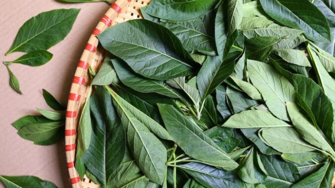 CÂY MẬT GẤU TUY ĐẮNG NHƯNG LẠI GIÃ TẬT! CÂY MẬT GẤU TUY ĐẮNG NHƯNG LẠI GIÃ TẬT!