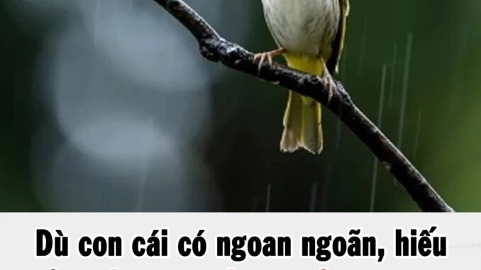 Dù con cái có hiếu thảo đến đâu, bố mẹ phải nhớ ‘định luật chim sẻ’ luôn tồn tại: Càng thấm thía càng được hạnh phúc, an nhàn Dù con cái có hiếu thảo đến đâu, bố mẹ phải nhớ ‘định luật chim sẻ’ luôn tồn tại: Càng thấm thía càng được hạnh phúc, an nhàn