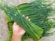 11 lợi ích không ngờ của lá hẹ đối với sức khỏe!