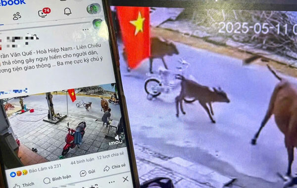 Bò thả rông húc văng cháu bé đang chơi trước cửa nhà Bò thả rông húc văng cháu bé đang chơi trước cửa nhà