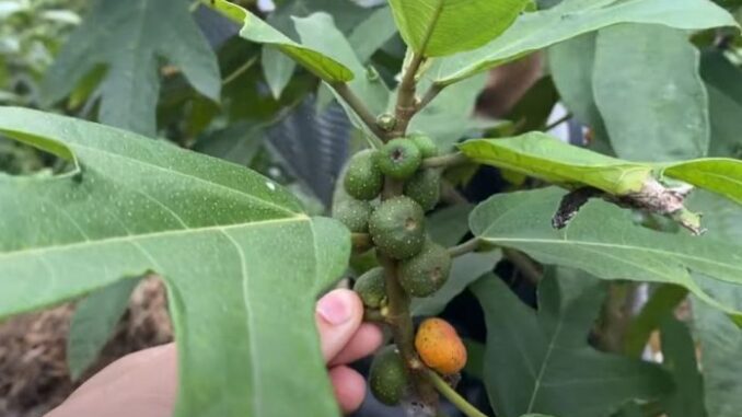 Cây vú bò – Vị thuốc kiện tỳ bổ phế Cây vú bò – Vị thuốc kiện tỳ bổ phế