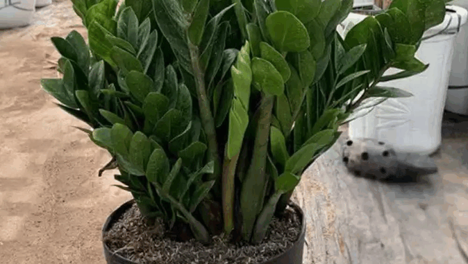 Có 2 tuổi trồng cây kim tiền là đại kị, để trong nhà tiền chảy hết ra Có 2 tuổi trồng cây kim tiền là đại kị, để trong nhà tiền chảy hết ra