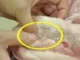 2 bộ phận của lợn chứa rất nhiều tế bào ung thư: Đừng ăn kẻo ngấm bệnh lúc nào không biết