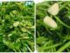 Loại rau được Mỹ đánh giá có chứa nhiều dinh dưỡng bậc nhất thế giới hóa ra được bán rất nhiều tại Việt Nam
