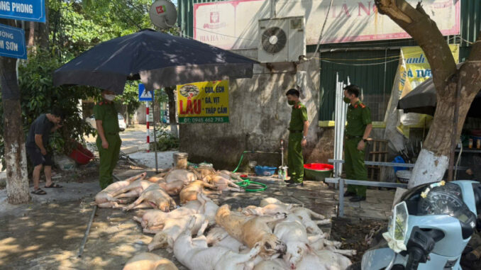 Rợn người với chục con lợn thịt vứt trên sàn nhà, ruồi bâu đầy sắp được đem quay Rợn người với chục con lợn thịt vứt trên sàn nhà, ruồi bâu đầy sắp được đem quay