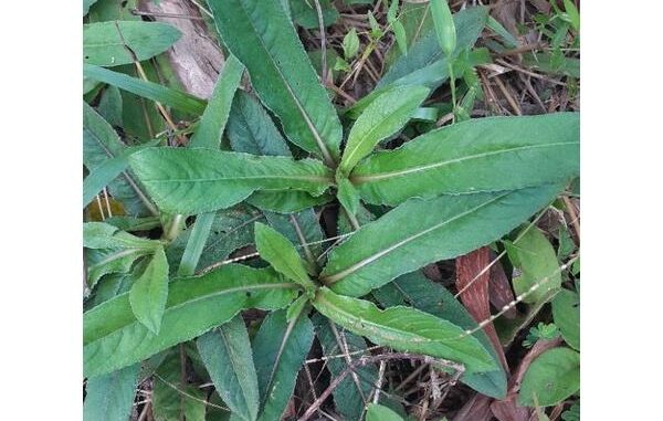 Cây chỉ thiên còn có tên gọi khác là thổi lửa Cây chỉ thiên còn có tên gọi khác là thổi lửa