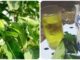 Tác dụng uống nước lá vối đối với sức khỏe