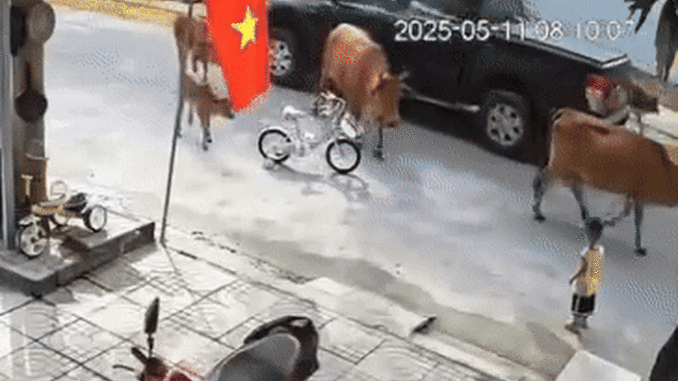 Kinh hãi bò thả rông tấn công cháu bé ở Đà Nẵng Kinh hãi bò thả rông tấn công cháu bé ở Đà Nẵng