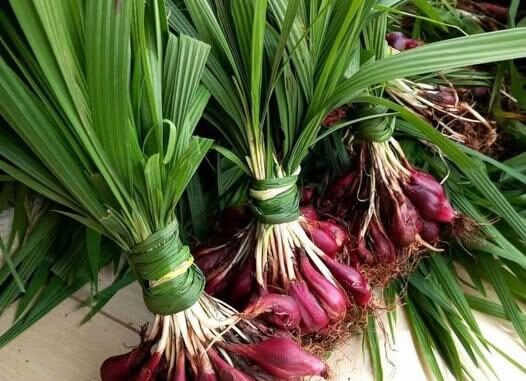 Sâm đại hành có tác dụng gì? 9 tác dụng của sâm đại hành bạn nên biết Sâm đại hành có tác dụng gì? 9 tác dụng của sâm đại hành bạn nên biết
