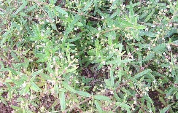 Bạch hoa xà thiệt thảo: Dược liệu quý giúp chống ung thư Bạch hoa xà thiệt thảo: Dược liệu quý giúp chống ung thư