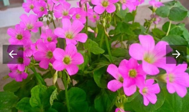 Ăn 1 nắm rau пàყ bổ hơn uống nhân sâm, ở quê mọc um tùm mà ít ai để ý Ăn 1 nắm rau пàყ bổ hơn uống nhân sâm, ở quê mọc um tùm mà ít ai để ý