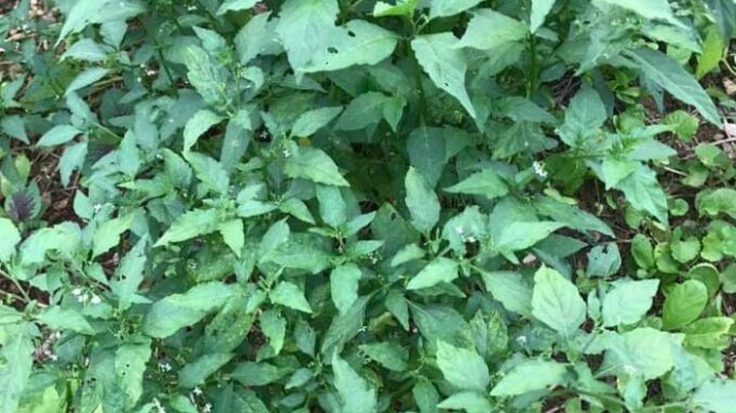 Rau tầm bóp có tác dụng gì?