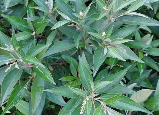 Tác dụng chữa b:ệnh của lá cây khổ sâm Tác dụng chữa b:ệnh của lá cây khổ sâm