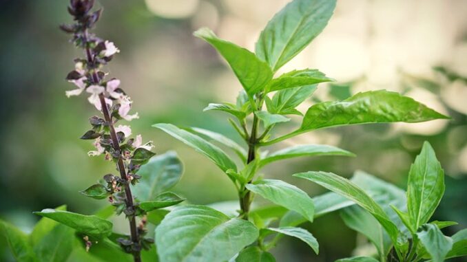 Những lợi ích tuyệt vời của cây húng quế không phải ai cũng biết Những lợi ích tuyệt vời của cây húng quế không phải ai cũng biết