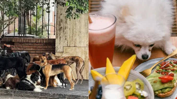 Bên trong thành phố nơi mọi người nuôi chó nhiều hơn nuôi em bé: Không phải ở Hàn Quốc, Nhật Bản hay châu Âu Bên trong thành phố nơi mọi người nuôi chó nhiều hơn nuôi em bé: Không phải ở Hàn Quốc, Nhật Bản hay châu Âu