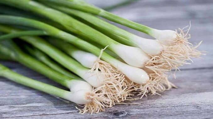 Hành lá và những lợi ích sức khỏe khiến nhiều người ngỡ ngàng Hành lá và những lợi ích sức khỏe khiến nhiều người ngỡ ngàng