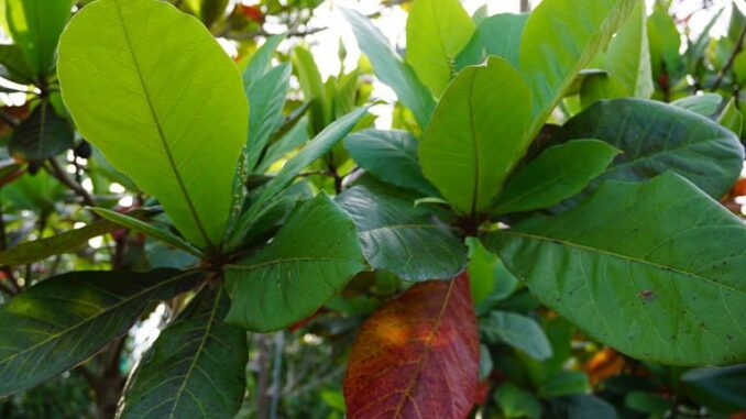 Lá bàng có tác dụng gì? Một số bài th:uốc trị b:ệnh từ lá bàng Lá bàng có tác dụng gì? Một số bài th:uốc trị b:ệnh từ lá bàng