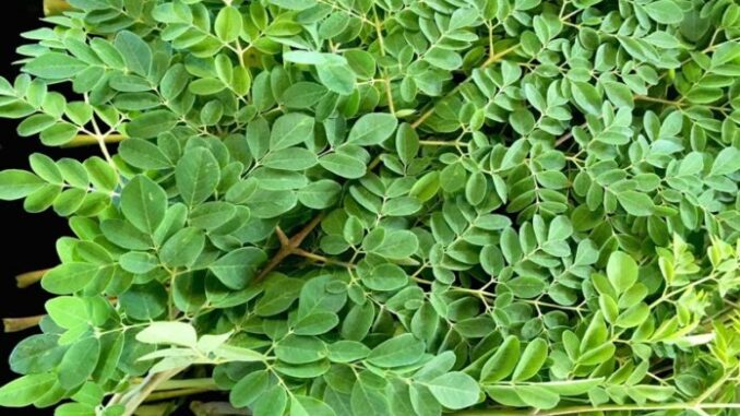 Loại rau phá hủy hơn 90% tế bào u;ng t;h;ư trong vòng 48h mà người Việt cứ ngỡ là rau dại mọc đầy đường Loại rau phá hủy hơn 90% tế bào u;ng t;h;ư trong vòng 48h mà người Việt cứ ngỡ là rau dại mọc đầy đường