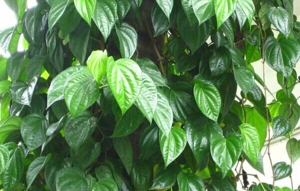 Lá trầu không: Thần dược chữa bệnh trong y học dân gian Lá trầu không: Thần dược chữa bệnh trong y học dân gian