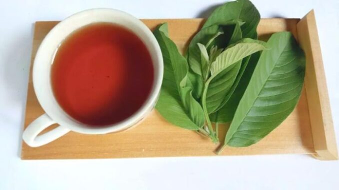 Uống nước lá ổi, cơ thể nhận được 6 lợi ích tuyệt vời Uống nước lá ổi, cơ thể nhận được 6 lợi ích tuyệt vời
