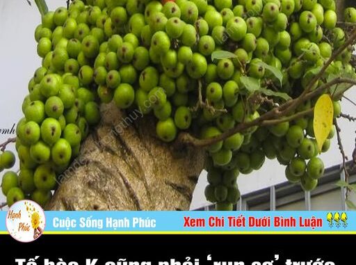 Tế bào K cũng phải ‘run sợ’ trước 4 loại quả: Được TG ‘vinh danh’ còn VN có đầy ngoài vườn Tế bào K cũng phải ‘run sợ’ trước 4 loại quả: Được TG ‘vinh danh’ còn VN có đầy ngoài vườn