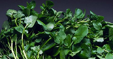 Cả thế giới mở tiệc ăn mừng vì mới phát hiện ra loại rau có khả năng chống ung thư gấp trăm lần thuốc đặc trị , Ở Việt Nam mọc đầy ra Cả thế giới mở tiệc ăn mừng vì mới phát hiện ra loại rau có khả năng chống ung thư gấp trăm lần thuốc đặc trị , Ở Việt Nam mọc đầy ra