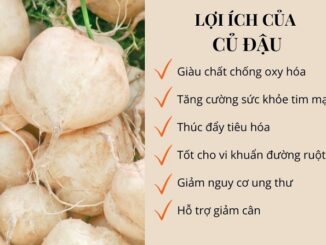Củ đậu có tác dụng gì với cơ thể và dùng củ đậu như thế nào??