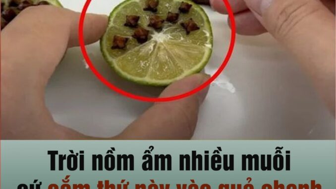 Lấy thứ này cắm vào quả chanh rồi để góc nhà, muỗi một đi không trở lại Lấy thứ này cắm vào quả chanh rồi để góc nhà, muỗi một đi không trở lại