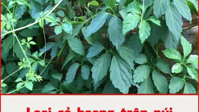 Loại cỏ hoang trên núi ví như “nhân sâm”, tốt gấp 8 lần trà xanh: Việt Nam mọc dại rất nhiều Loại cỏ hoang trên núi ví như “nhân sâm”, tốt gấp 8 lần trà xanh: Việt Nam mọc dại rất nhiều