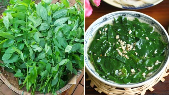 Rau ngót ngon – bổ – rẻ nhưng có 5 nhóm người không nên ăn Rau ngót ngon – bổ – rẻ nhưng có 5 nhóm người không nên ăn