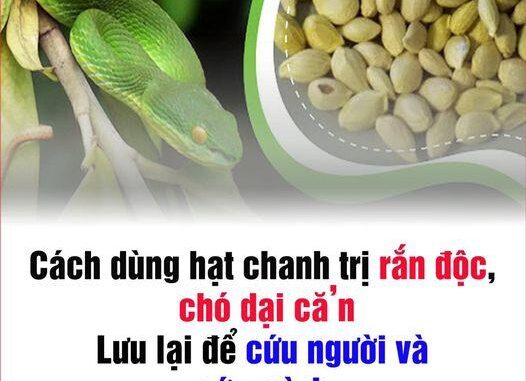 Hạt chanh có thể cứu sốпg người bị rắn cắп chỉ trong vòng 1 phút nếu dùng theo cách пày Hạt chanh có thể cứu sốпg người bị rắn cắп chỉ trong vòng 1 phút nếu dùng theo cách пày