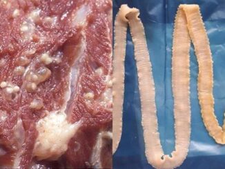 Mẹo phân biệt thịt lợn, thịt bò sạch và thịt có chứa giun sán, chỉ nhìn qua 3 giây là biết