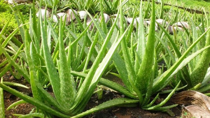 Đây là lý do trong nhà bạn nên trồng ngay cây nha đam Đây là lý do trong nhà bạn nên trồng ngay cây nha đam